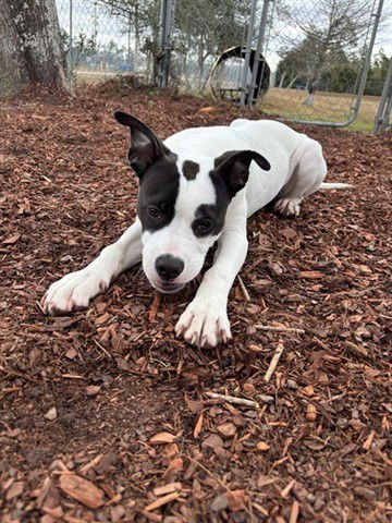 VICTOR - Bulldog available for adoption