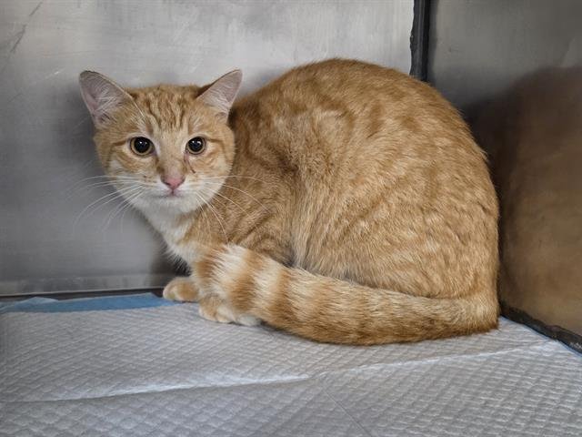 MINNIE - Domestic Short Hair available for adoption