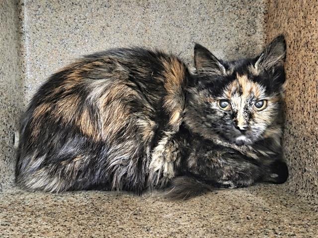 MIDGE - Domestic Long Hair available for adoption