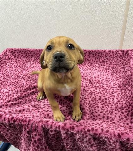 RAINY - Labrador Retriever available for adoption