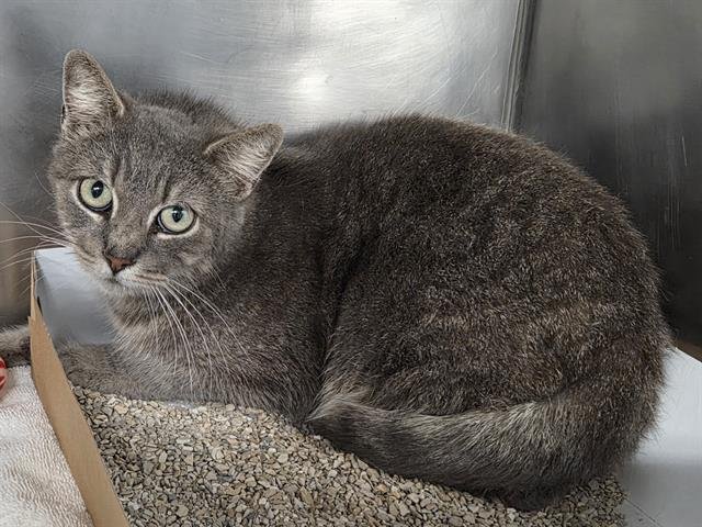 ODETTE - Domestic Short Hair available for adoption