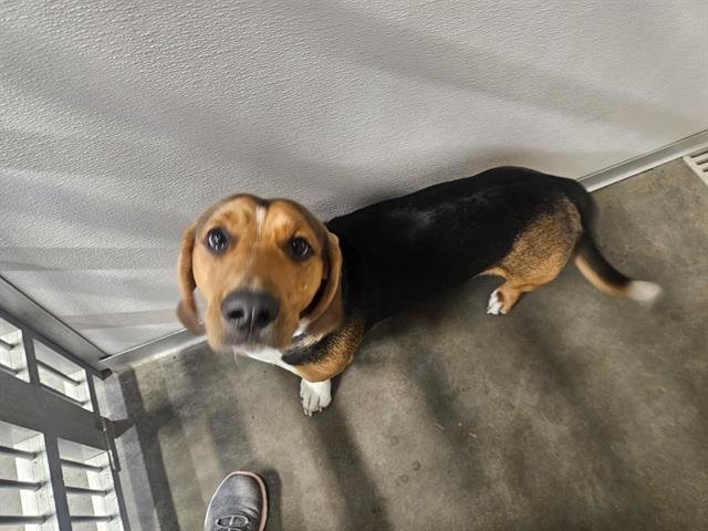 WATSON - Basset Hound available for adoption