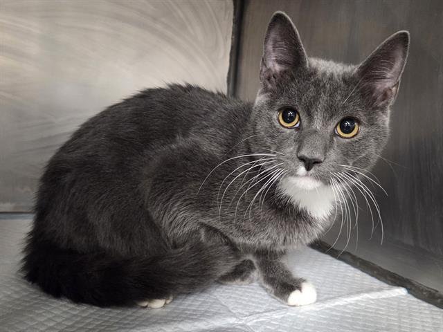 SILVER - Domestic Short Hair available for adoption