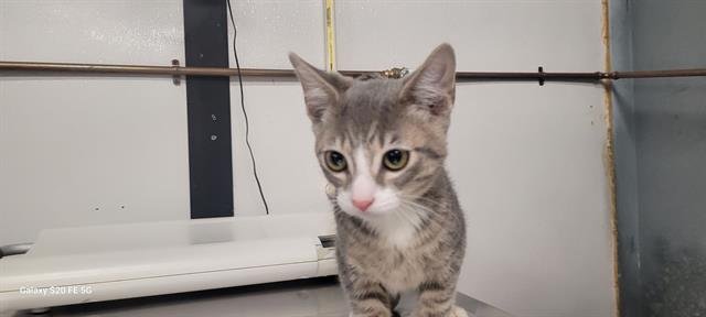 ZENA - Domestic Short Hair available for adoption