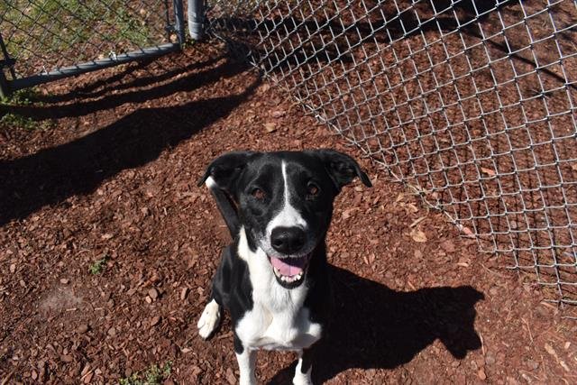 KIT - Labrador Retriever available for adoption