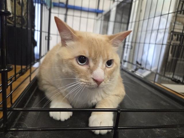 NAPOLEON - Domestic Short Hair available for adoption