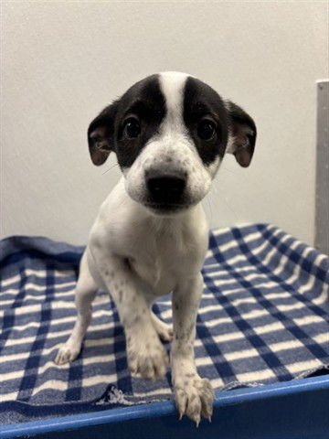 VICKY - Terrier available for adoption