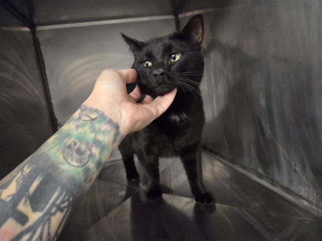 SEBASTIAN - Domestic Short Hair available for adoption