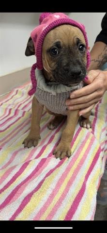 GIRL SCOUT - Pit Bull Terrier available for adoption