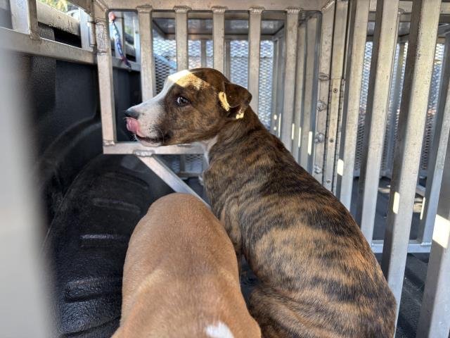 PREACHER - American Pit Bull Terrier available for adoption