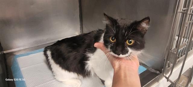 MADELINE - Domestic Medium Hair available for adoption