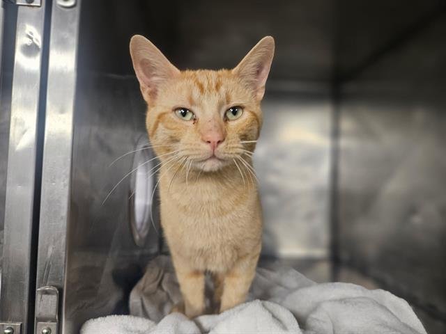 ZAMBONI - Domestic Short Hair available for adoption