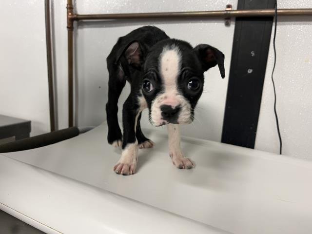 KENDELL - Boston Terrier available for adoption