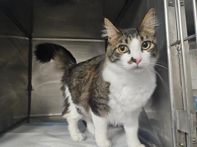 HANDSOME - Domestic Medium Hair available for adoption