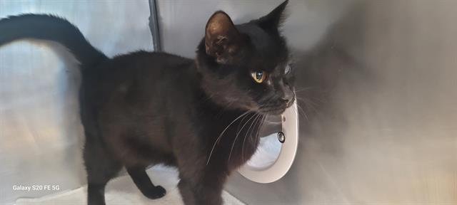 POPEYE - Domestic Short Hair available for adoption