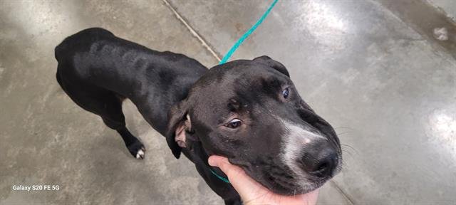 MAIZY - Labrador Retriever available for adoption