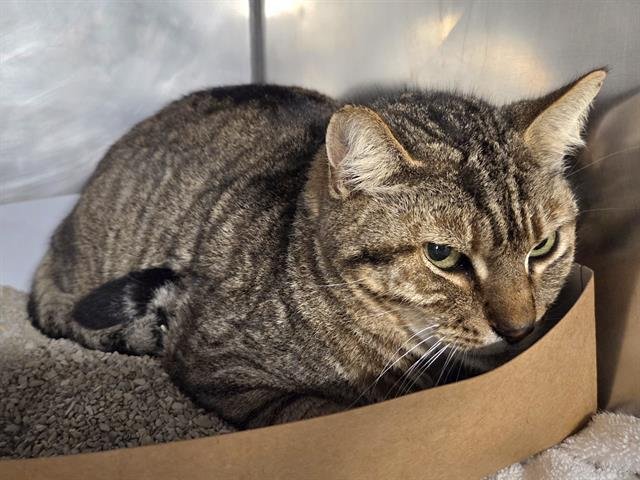 TIGER - Domestic Short Hair available for adoption