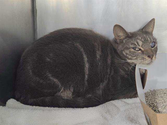 SOCHI - Domestic Short Hair available for adoption