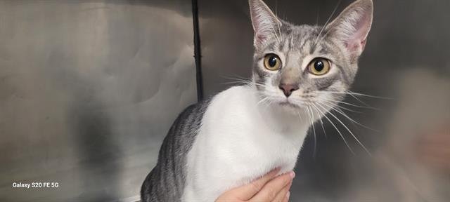 HARPER - Domestic Short Hair available for adoption