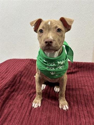 MAE - American Bulldog available for adoption