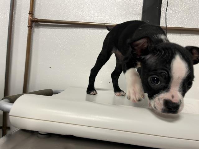KINSLEY - Boston Terrier available for adoption