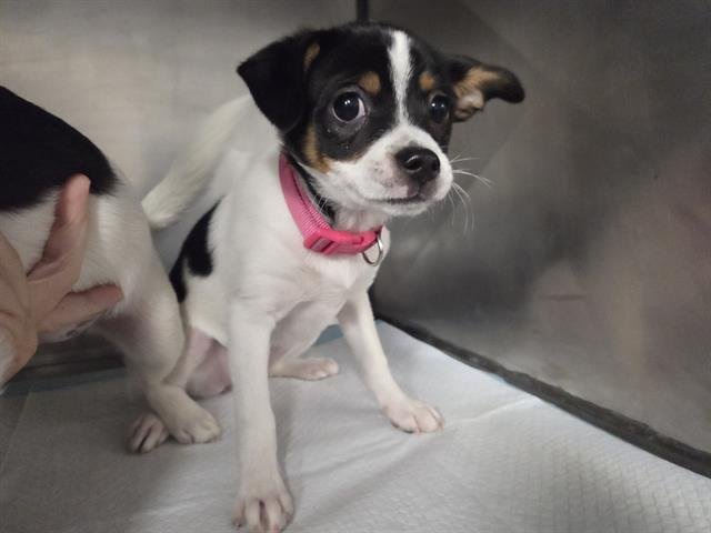 BRITNEY - Terrier available for adoption