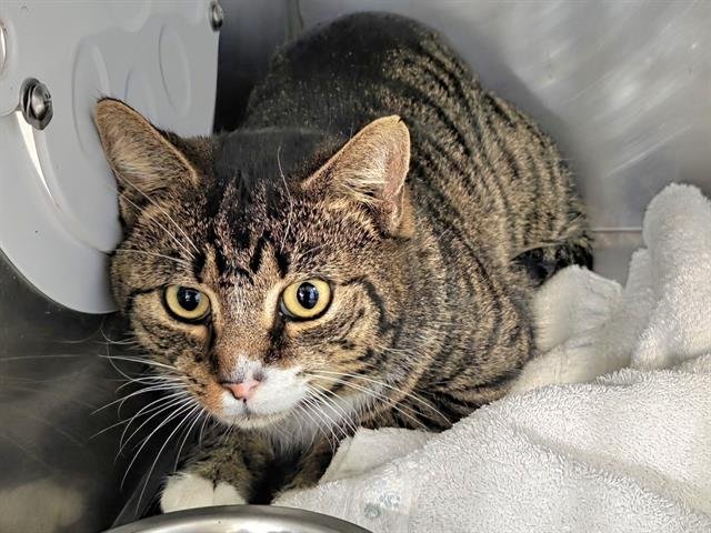 BERNIE - Domestic Short Hair available for adoption