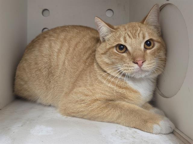 CHESTER - Domestic Short Hair available for adoption