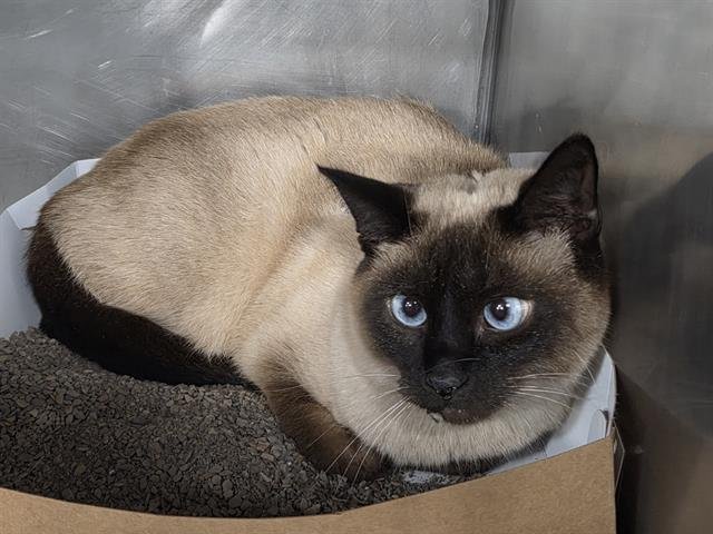 LATTE - Siamese available for adoption