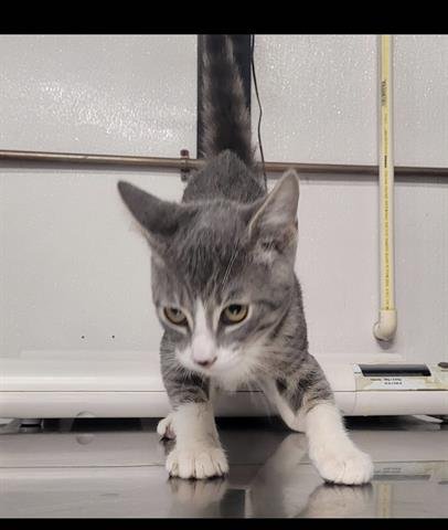 WINDSON - Domestic Short Hair available for adoption