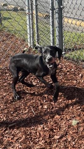 DIXIE - German Shorthaired Pointer available for adoption