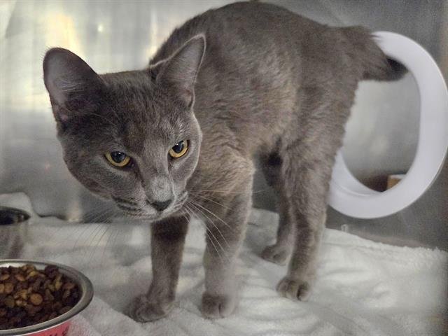 WILLARD - Domestic Short Hair available for adoption