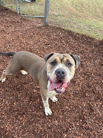REX - American Bulldog available for adoption