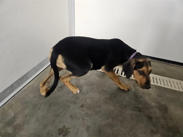 SHELBY - Redbone Coonhound / Pit Bull Terrier available for adoption