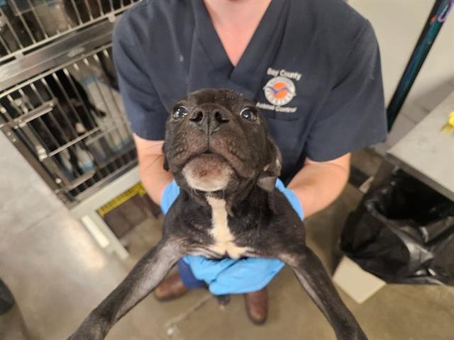 ASH - Pit Bull Terrier available for adoption