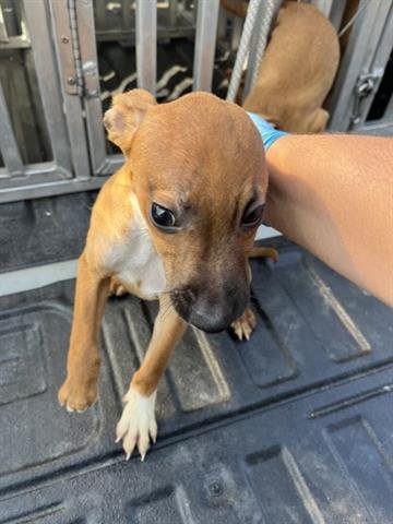 MAUI - Chihuahua available for adoption