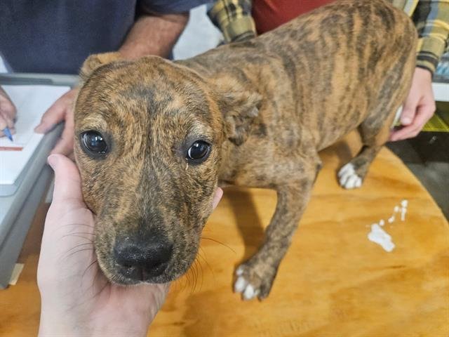 RAVEN - Pit Bull Terrier available for adoption