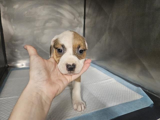 AMAYA - Terrier available for adoption