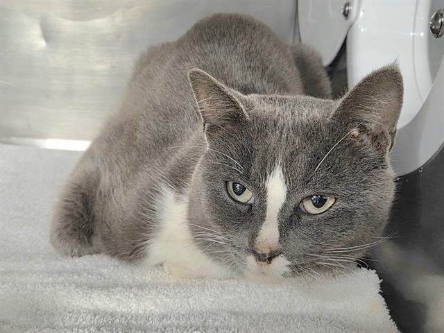 ERNIE - Domestic Short Hair available for adoption