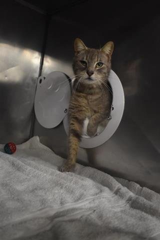 WHIMSEY - Domestic Short Hair available for adoption