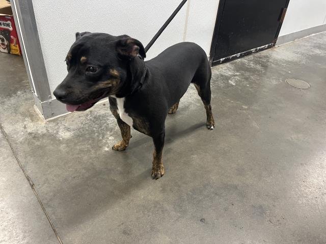 STORMY - Pit Bull Terrier available for adoption