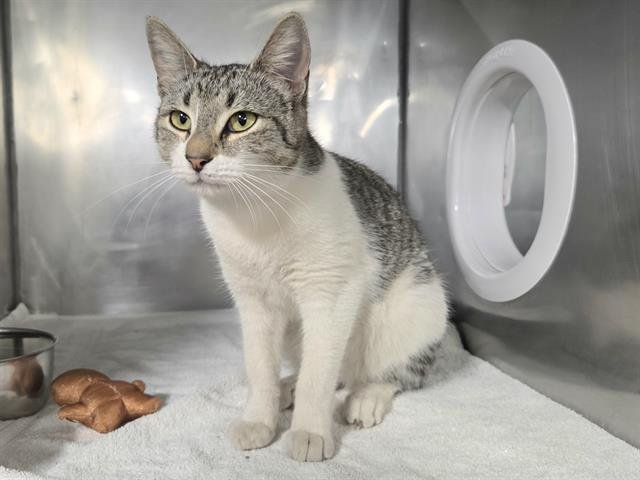 DAWN - Domestic Short Hair available for adoption