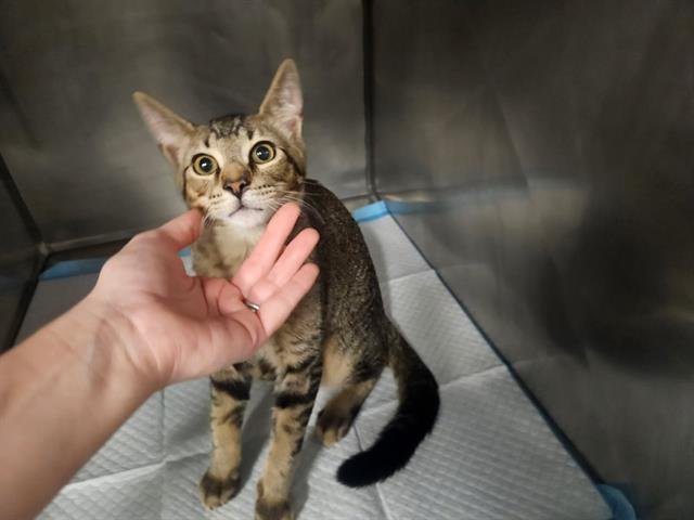 DYNAMITE - Domestic Short Hair available for adoption