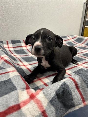 PEANUT - Labrador Retriever available for adoption