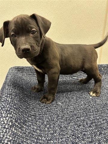 CALEDON - Labrador Retriever available for adoption