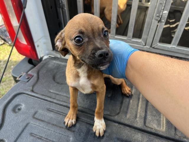 MOANA - Chihuahua available for adoption