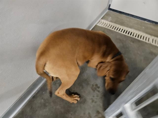 ROCKEY - English Coonhound / Pit Bull Terrier available for adoption