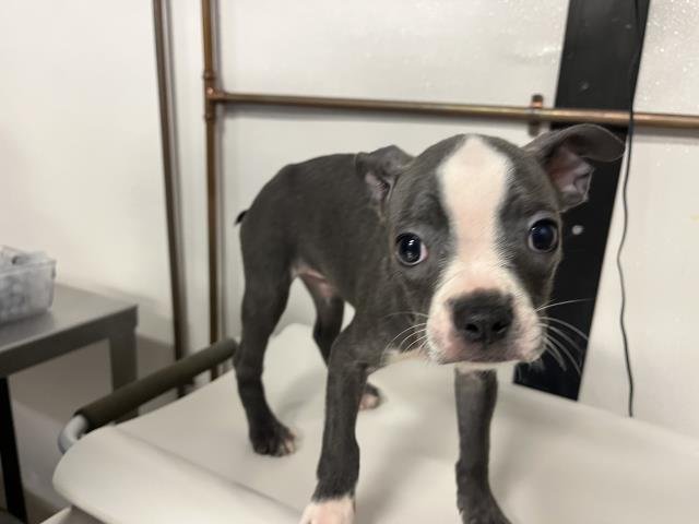 KARTER - Boston Terrier available for adoption