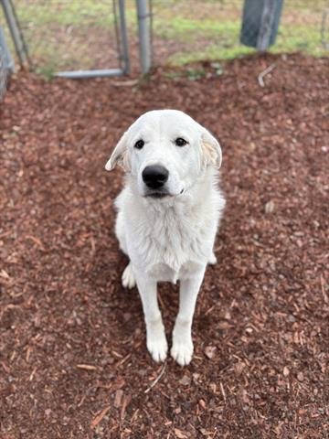 GLACIER - Great Pyrenees available for adoption