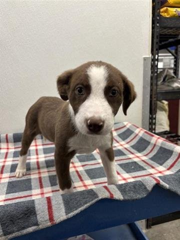 PIRANHA - Australian Shepherd available for adoption
